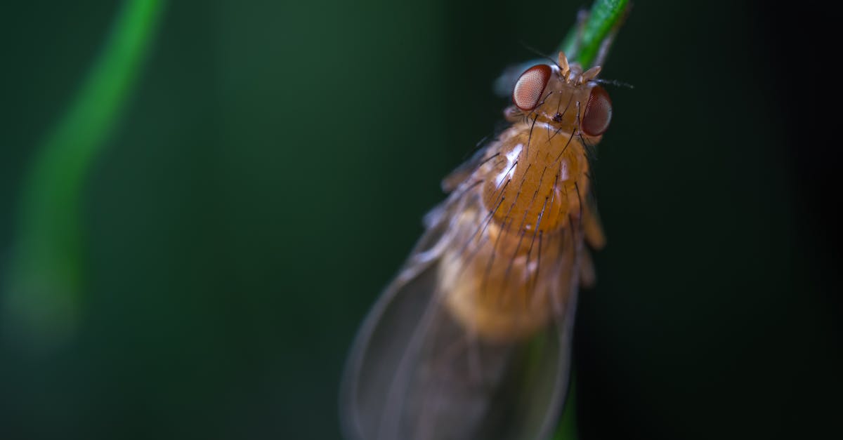 Stink Bug Control