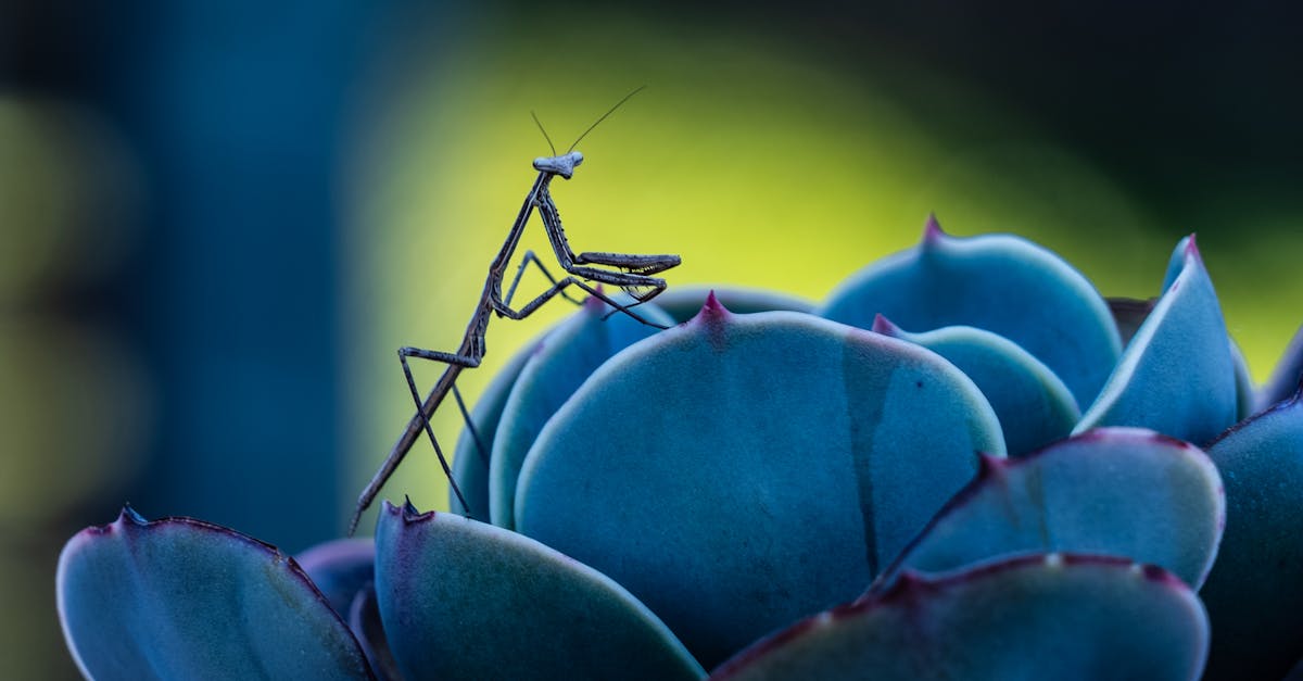 Termite Control