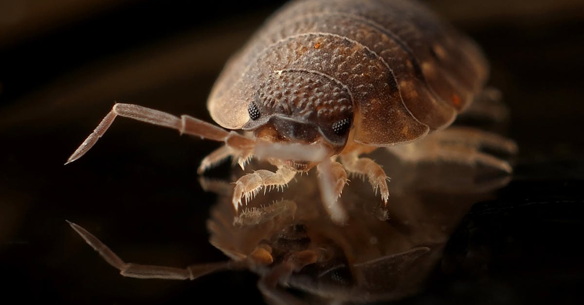 What kills bed bugs permanently?